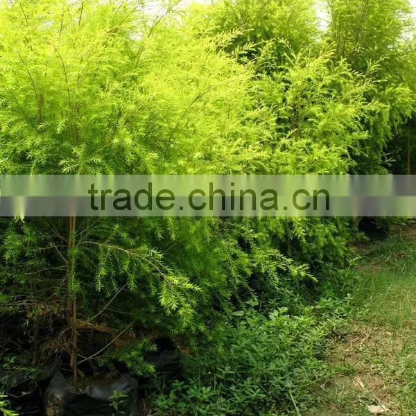 Golden Leaves Melaleuca Bracteata photo-2
