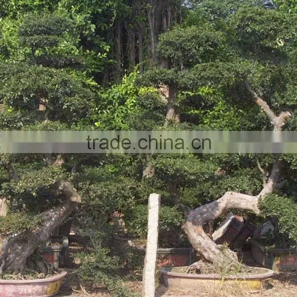 Chinese Elm Bonsai Ulmus Pumila photo-2