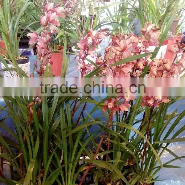 Cymbidium Hybridum Faberi(Red Pearl) photo-2