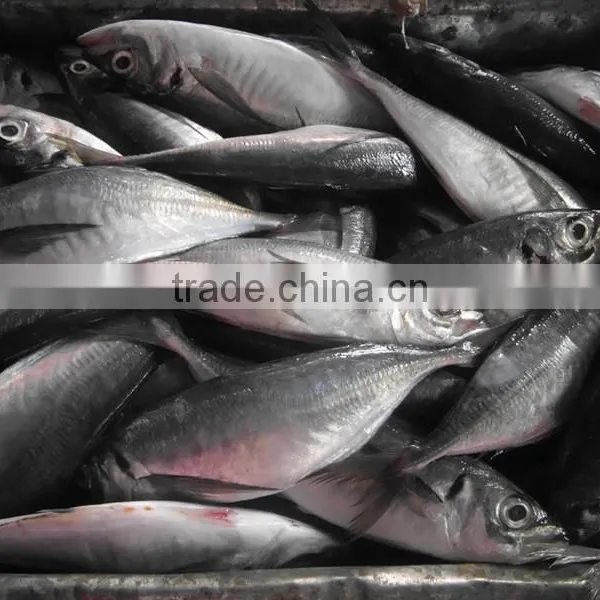 Frozen Hot Sale Fresh W/R Horse Mackerel China-made Fish photo-4