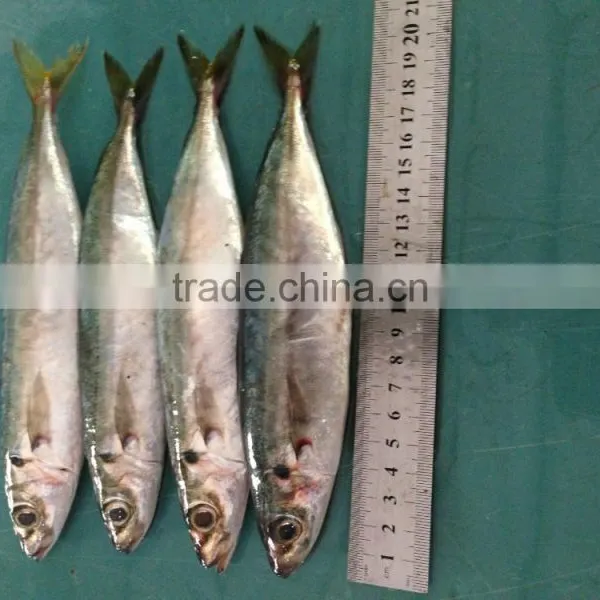 Fresh Fish 18CM China Made Frozen Horse Mackerel photo-3