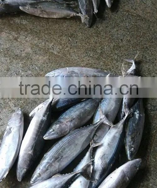 Bonito Tuna (Auxis Tapeionsoma) photo-3