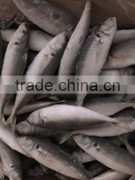 IQF Frozen Horse Mackerel/round Scad photo-5