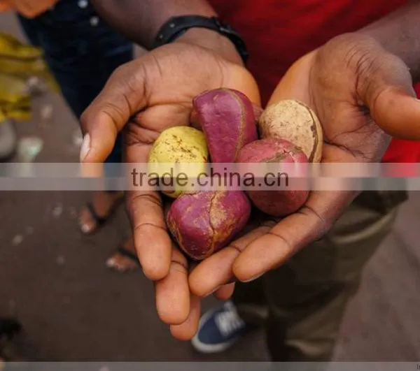 High Quality Hot Sale Kola Nuts photo-2