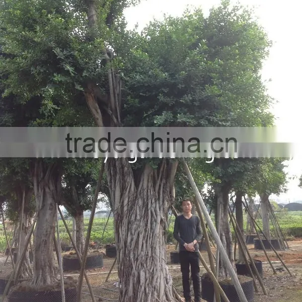 Outdoor Ficus Big Size photo-2