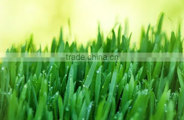 Premium Grade Wheat Grass Powder From India photo-4