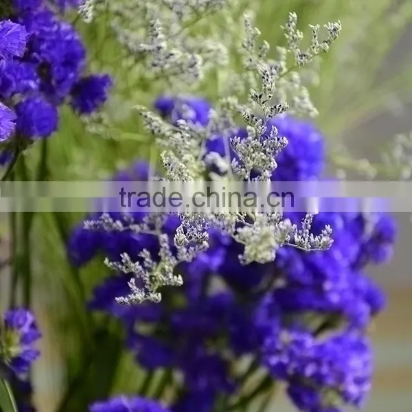 Cut Fresh Hot Sell Wholesale Fresh Flowers Cut Foliage photo-6