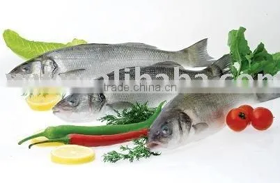 SEA BASS