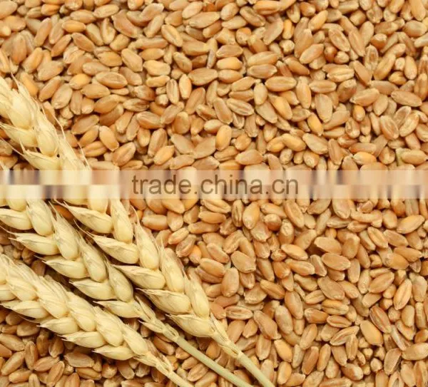 ..Non-GMO Soft Milling Wheat for Human Consumption//Wheat for Human Consumption