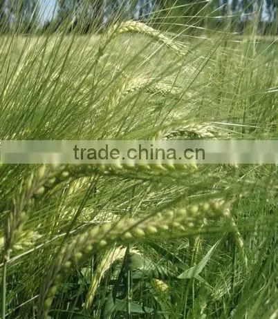 Hot Beer Barley in Summer,origin Australia photo-3