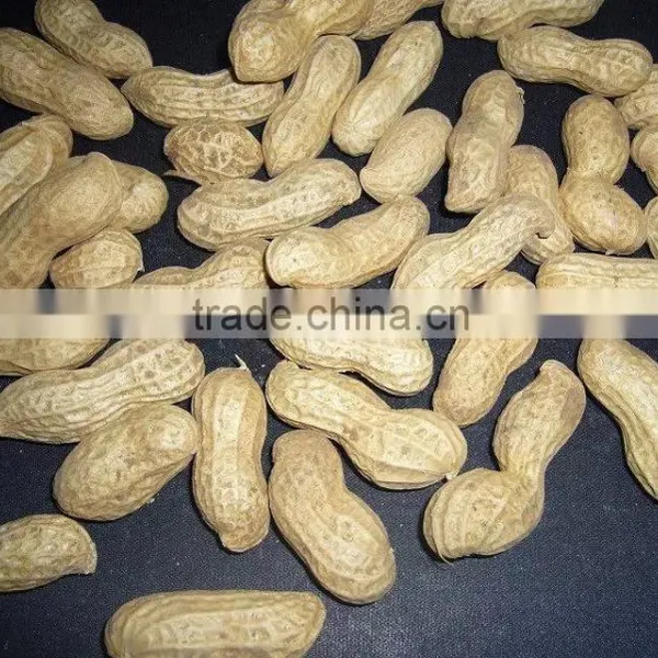 Chinese Peanut Kernels in Shell With High Quality for Sale photo-5