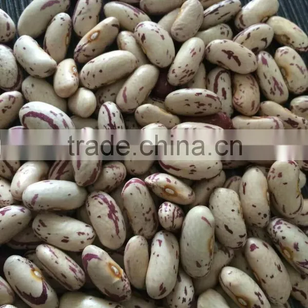 Chinese Light Speckled Kidney Beans Long Shape for Europ photo-5