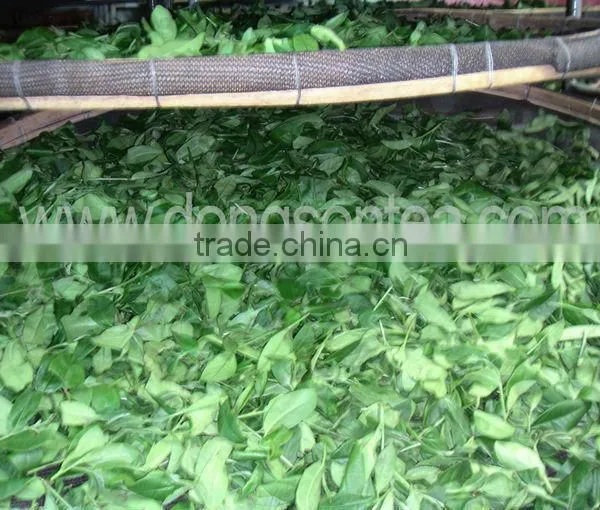 High Mountain Vietnam Green Tea photo-5