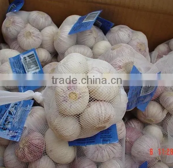 New Season Solo Garlic
