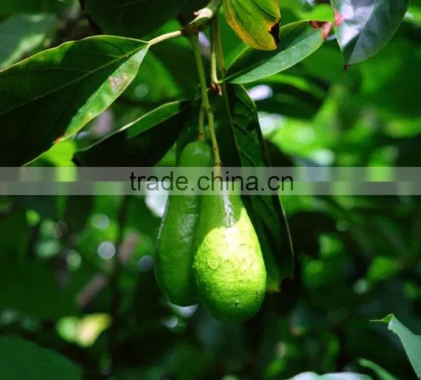 Avocado Tree Seedling photo-2
