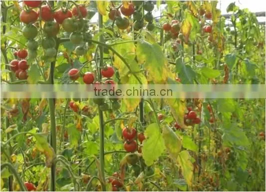 Fertilizer,manure photo-6