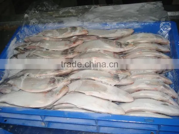 Frozen Hilsa Fish photo-2