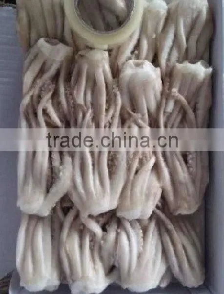 Frozen Illex Squid Tentacle photo-3