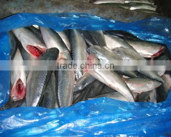Land Frozen Pacific Mackerel Headless photo-3