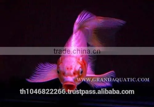 Butterfly Koi Fish For Sale / Aquarium Fish Export photo-2