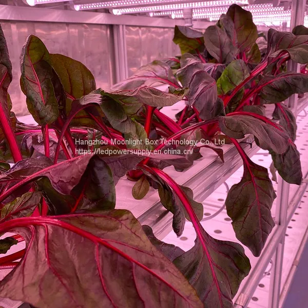 Hydroponic Plant Factory Autopot Artificial Light System Grow Cabinet Kit Systems for Agriculture photo-3