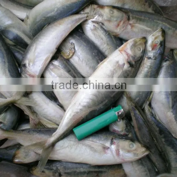 Land Frozen Small Size Horse Mackerel or Sacd photo-2