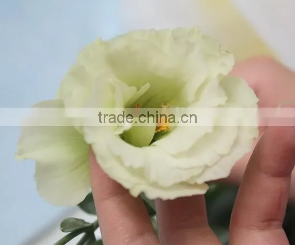 Wide Varieties New Coming Beautiful Hybrid Eustoma Grandiflorum photo-6