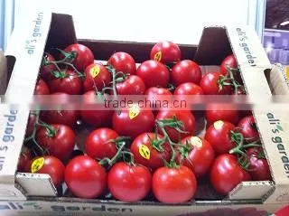 Tomato photo-3