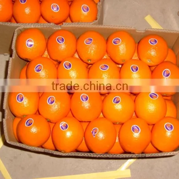 Fresh Navel Orange All Size