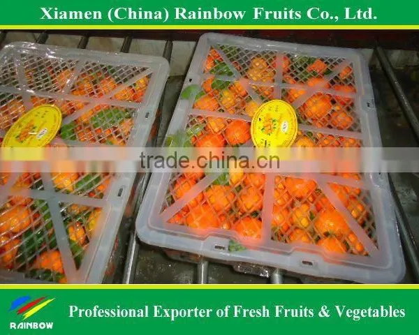 Shatang Mandarin photo-2