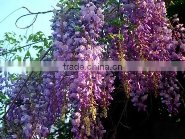 Wisteria Tree Seeds Chinese Wisteria Sinensis Seeds Vine Purple Flowers Bonsai Seeds For Planting photo-2