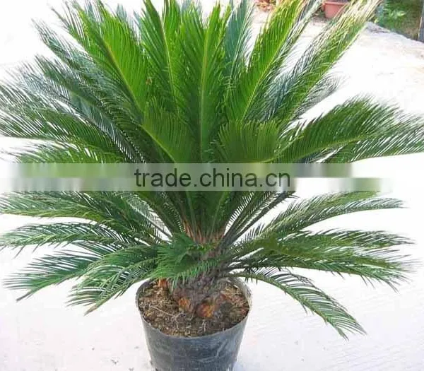 Cycas Revoluta . photo-2