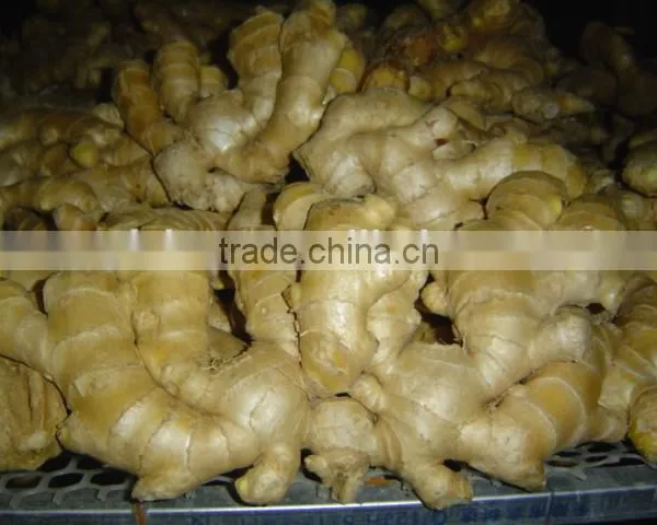 Fresh Air Dried Ginger photo-2