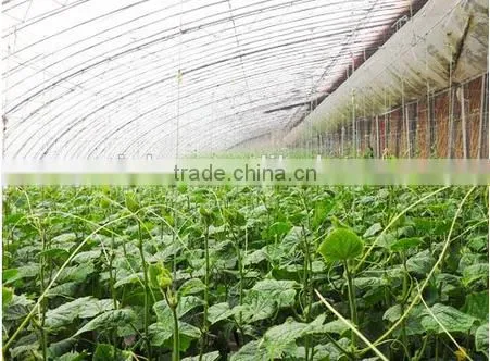 Commercia Agriculturel Low Cost Greenhouse for Sale