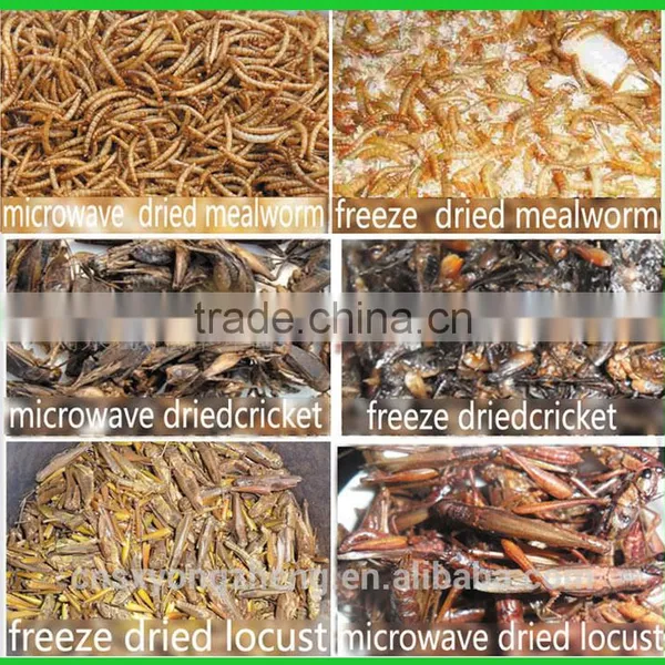 Stocked Bird Food Dried Mealworms;Yellow Dried Mealworms for Bird photo-2