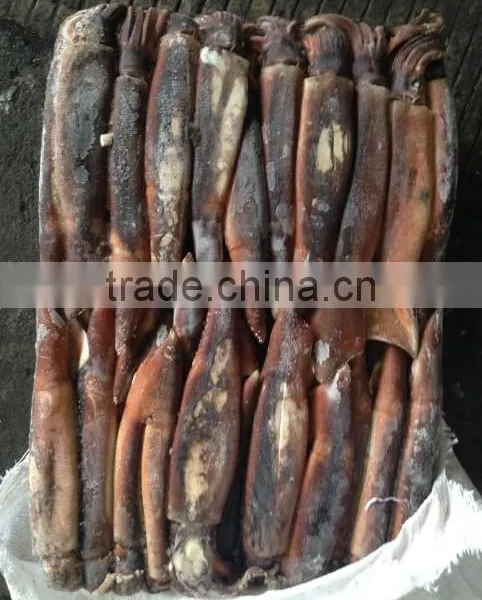 Frozen Illex Squid for Bait photo-3