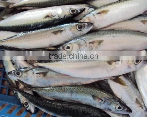 Frozen Mackerel Fish Good Quality photo-4
