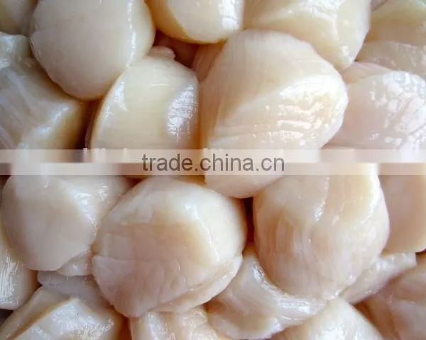 Scallop photo-2