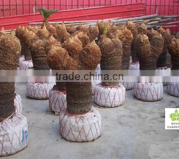 Cycas Revoluta Multi Branches photo-4