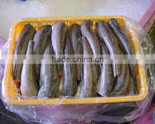 WR Frozen Hake photo-6