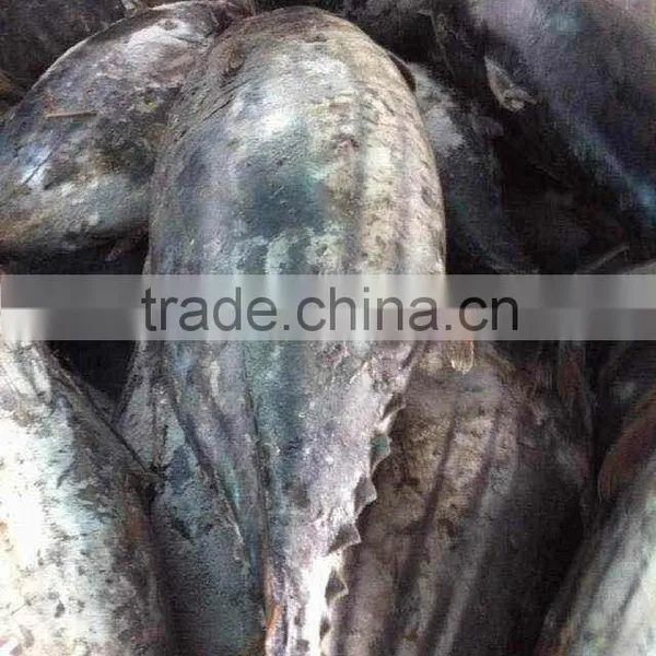 Skipjack Tuna Whole Round photo-4