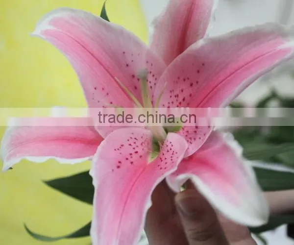 Colorful Best Selling High Quality Flowers Liliess photo-5