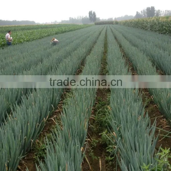 Fresh China Long Shape Shallot for Sale
