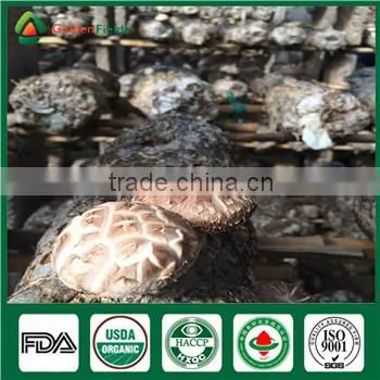 Whole Part Fresh China Flower Mushroom Type Shiitake Growing Cultivation Bags photo-2