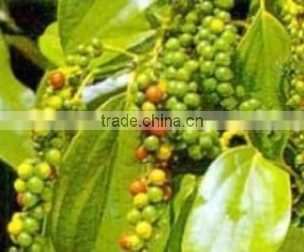 White Pepper Seed Double Washed Quality for Export (Mobile: 0084965152844- Emma) photo-4
