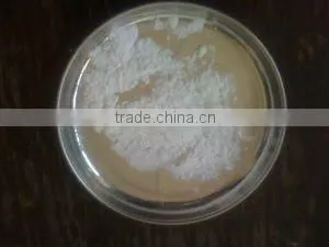 Native and Modified Tapioca Starch