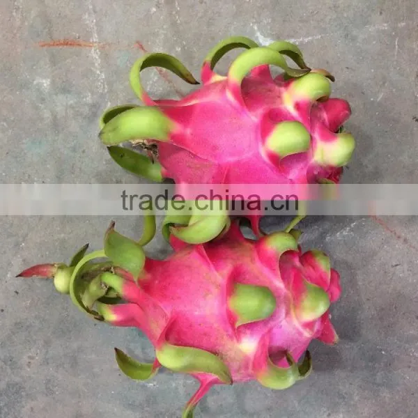VIETNAM DRAGON FRUIT photo-4