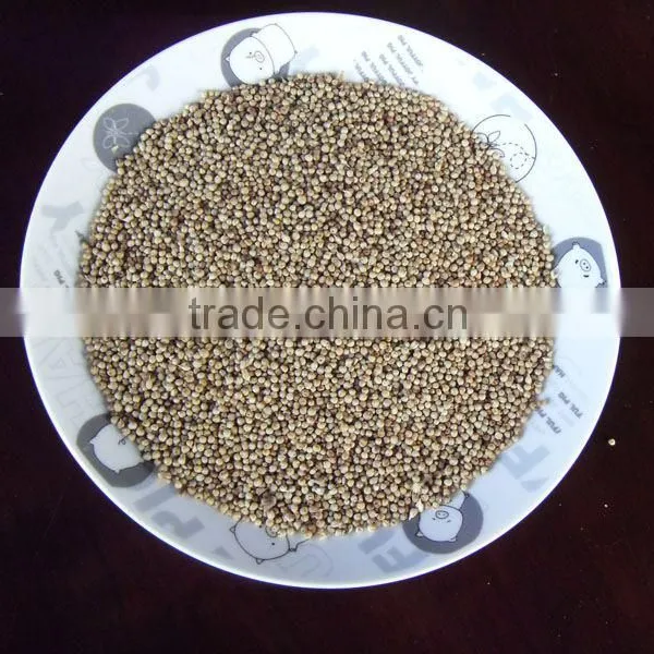 Hybrid Chinese Pennisetum Forage Seeds
