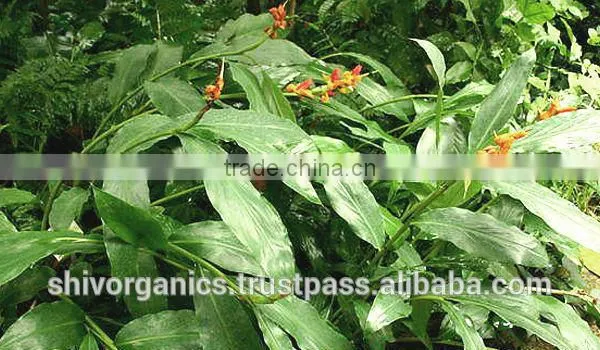 Galangal Oil photo-2