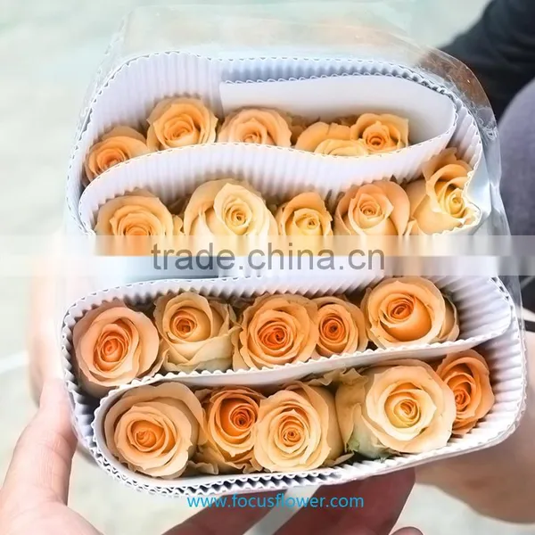 Holland Roses in 2016 Popular Gerbera Flowers Fresh Cut Flower From Kunming photo-5